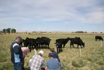 group of six men stand near a fence with black cattle on the other side