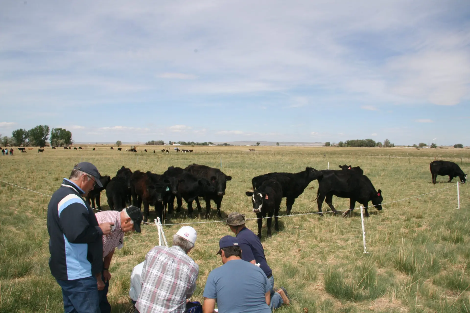 group of six men stand near a fence with black cattle on the other side