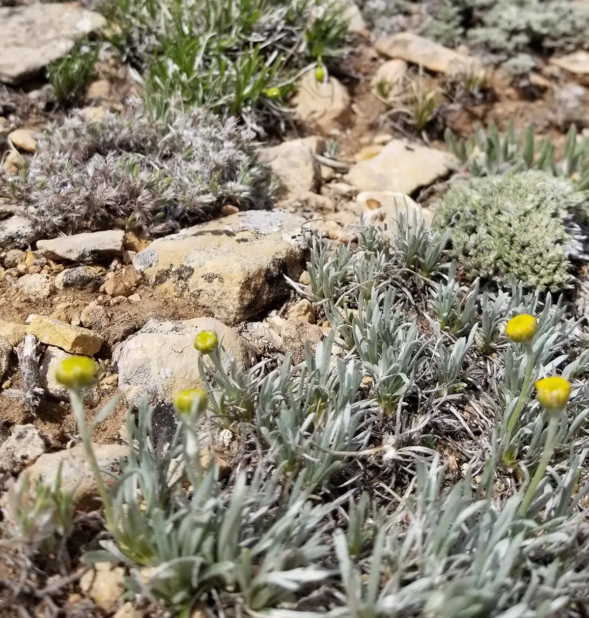 rocky ground interspersed with sagebrush with yellow flowerheads