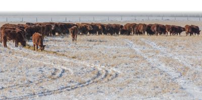 Herd of brown cows winter feeding on pasture with the Rocky Mountains in the background