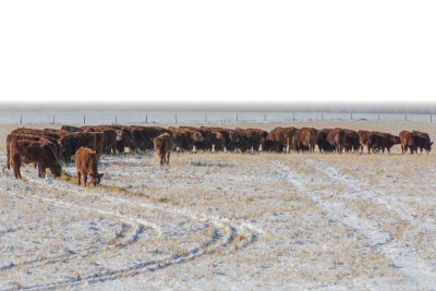 Herd of brown cows winter feeding on pasture with the Rocky Mountains in the background