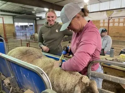 student wearing baseball cap andn pink shirt vaccinates a lamb while another observes