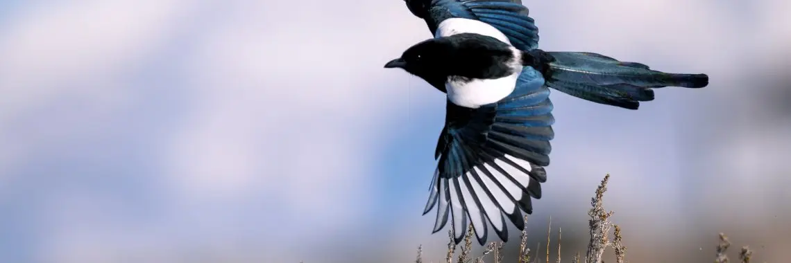 Magpie in flight