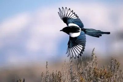 Magpie in flight