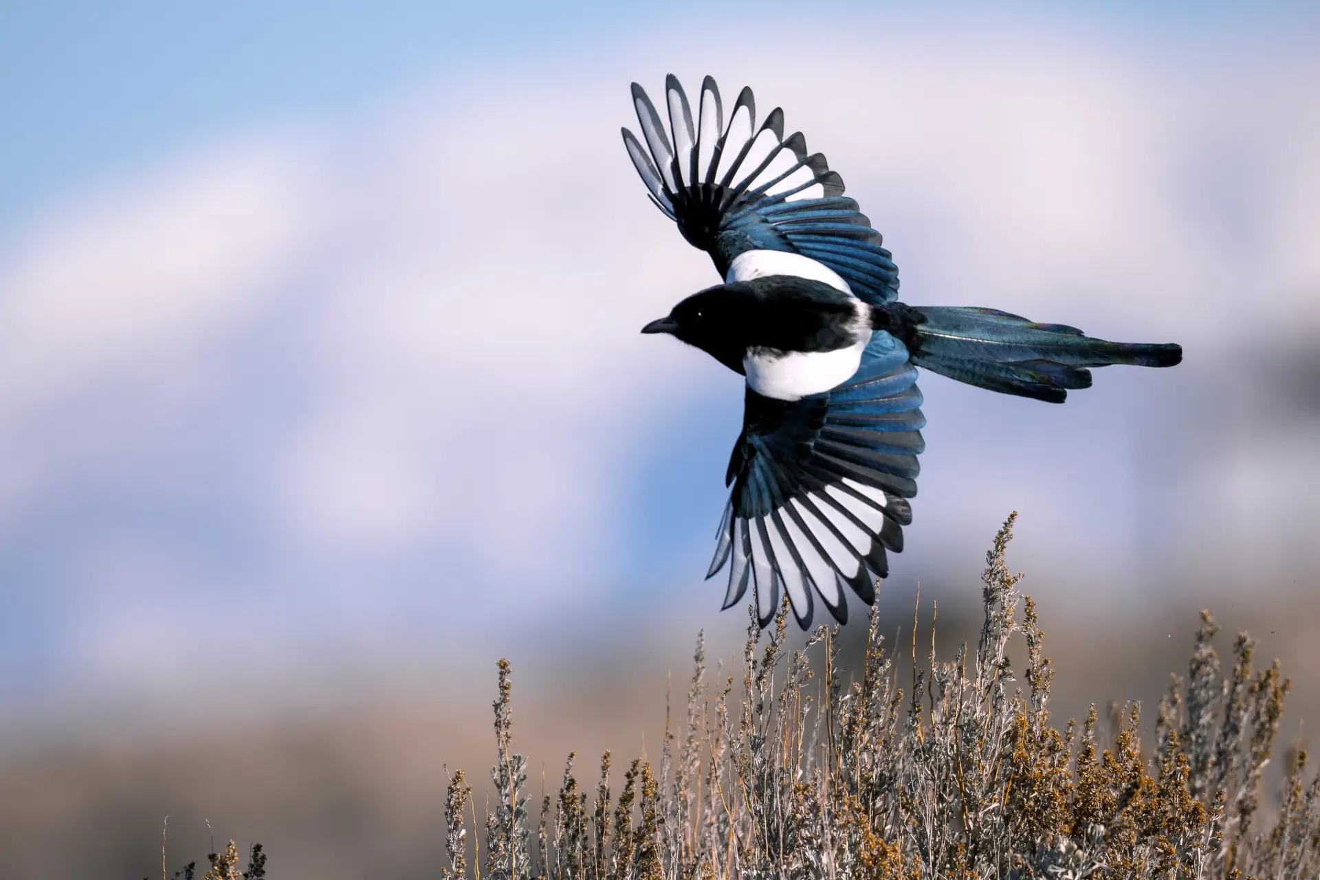 Magpie in flight