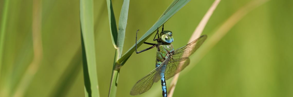 blue and green dragonfly perched on a plant stalk