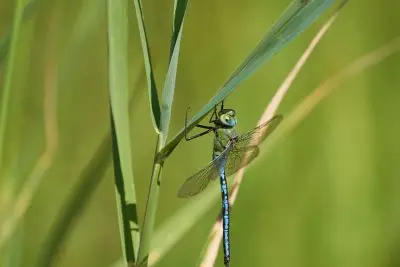 blue and green dragonfly perched on a plant stalk