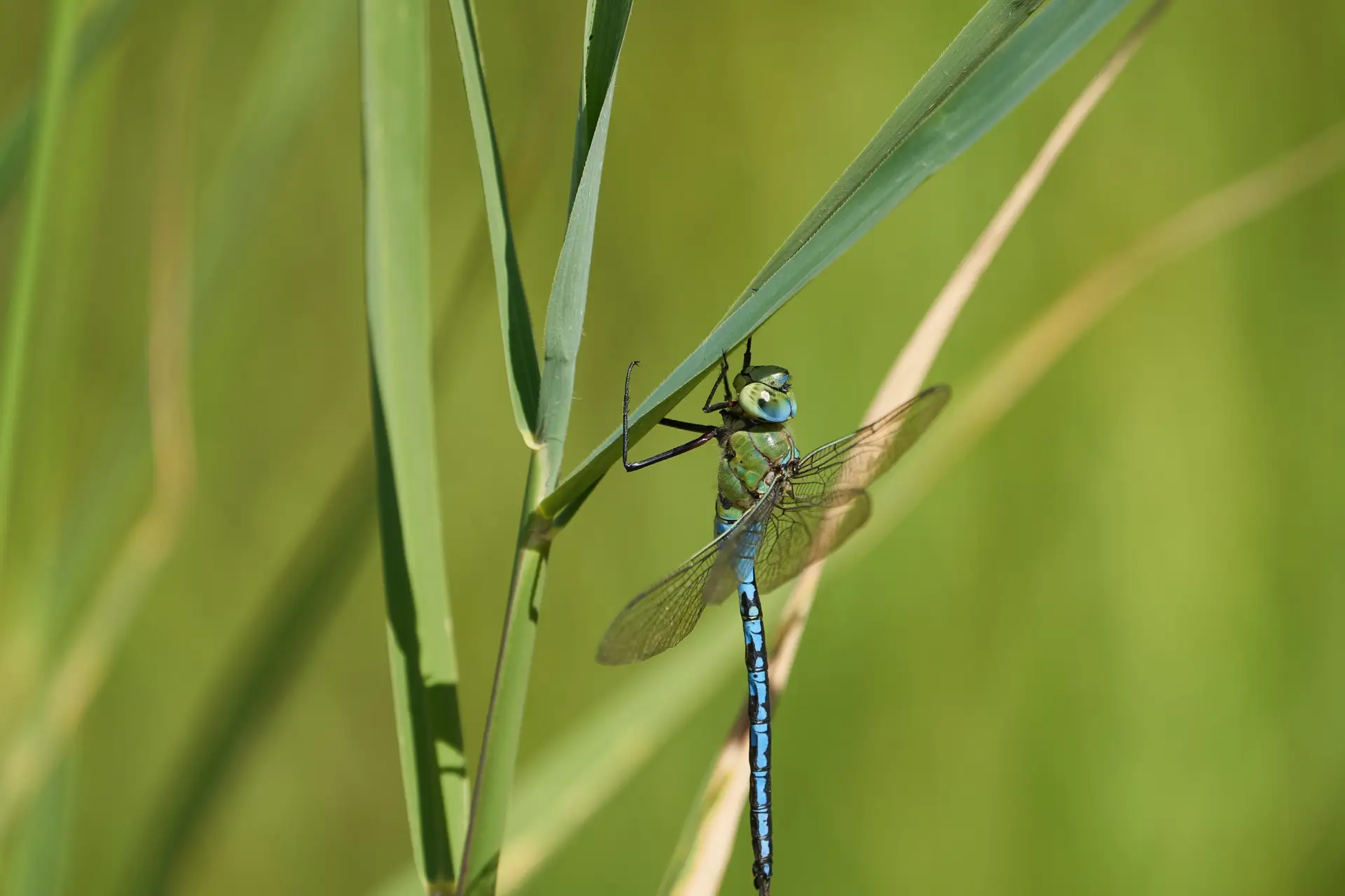 blue and green dragonfly perched on a plant stalk