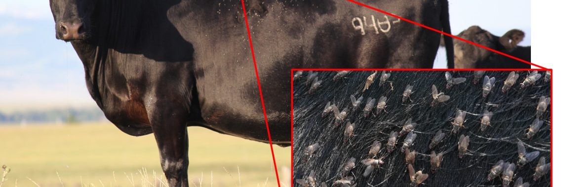 black cow with blue ear tag and horn flies on er side. A close-photo in a pop-out box outlined in red shows the horn flies on her side.