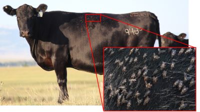 black cow with blue ear tag and horn flies on er side. A close-photo in a pop-out box outlined in red shows the horn flies on her side.