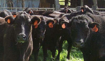 group of black cows with orange tags in their ears face the camera