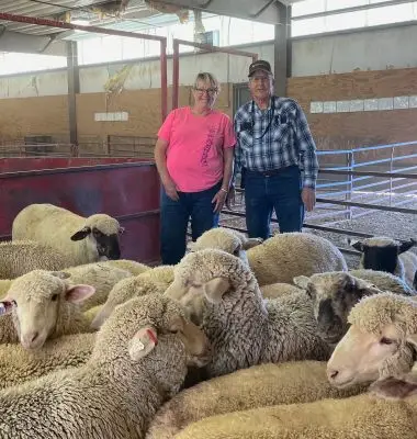 smiling woman in a pink shirt stands next to man in a plaid shirt standing next to lambs in a barn