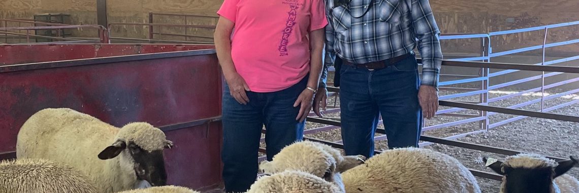smiling woman in a pink shirt stands next to man in a plaid shirt standing next to lambs in a barn