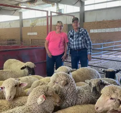 smiling woman in a pink shirt stands next to man in a plaid shirt standing next to lambs in a barn