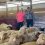 UW and Wyoming Wool Initiative Launch Inaugural Lamb-a-Year Program