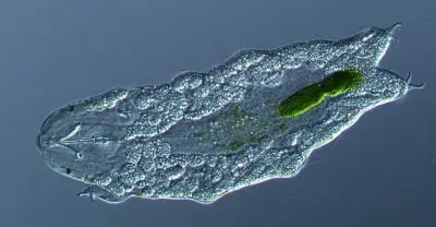 almost transparent, almost oval shaped tardigrade