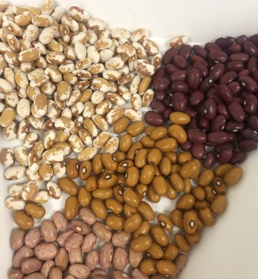 four types of colorful dry bean varieties, sorted by color (white and tan speckled, burgundy, mustard, and pinkish)