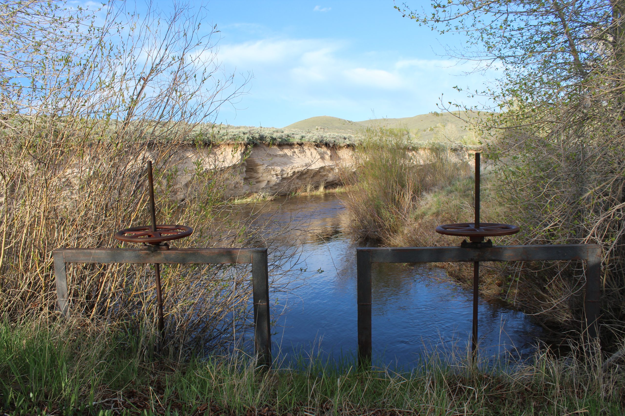 irrigation ditch flowing toward two headgates on a sunny day
