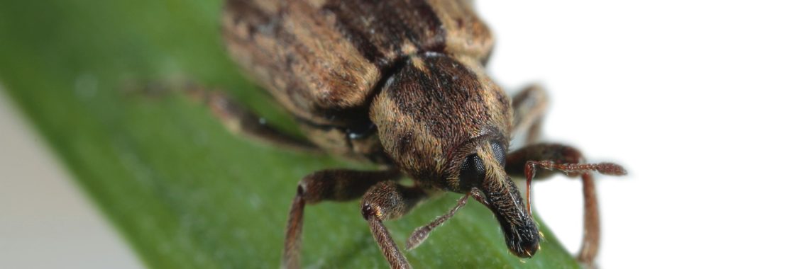 Close-up photo of an alfalfa weevil on a green stem
