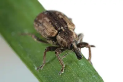Close-up photo of an alfalfa weevil on a green stem