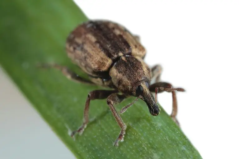 Close-up photo of an alfalfa weevil on a green stem