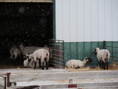 recently shorn sheep huddle against a green and white barn wall and in the doorway of the barn while snow falls