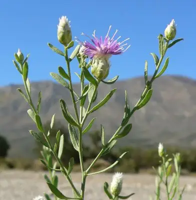 purple spiky flower on green stem with thin, long leaves