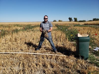 Person standing field with hands full of dry plants.