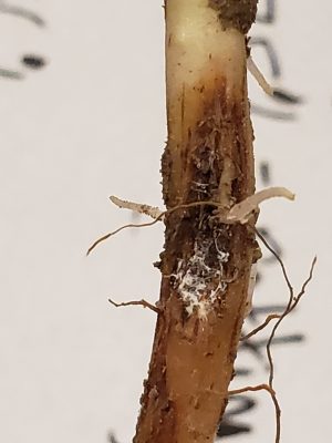 brown root with hole filled with mold