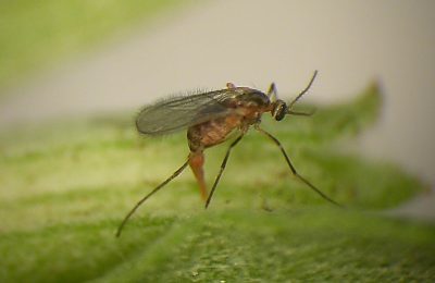 close-up of winged insect