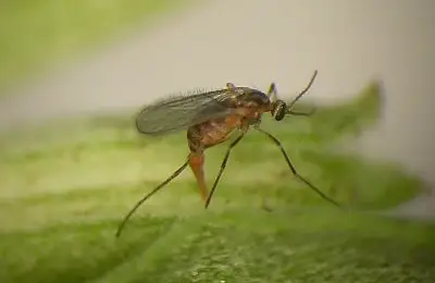 close-up of winged insect