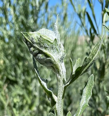 large lump on plant