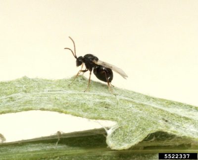 small black winged insect