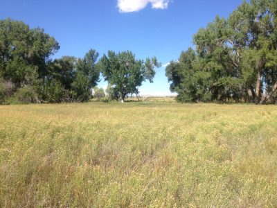 field of green and gold plants with trees in the background