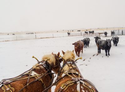 From the perspective of standing on a hay wagon behind a team of brown and blonde horses in a snowy field with brown and black cows in front of the horse team
