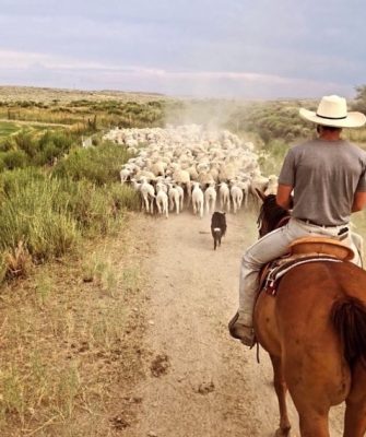 man wearing cowboy hat rides a horse on a dirt road behind a dog and flock of sheep