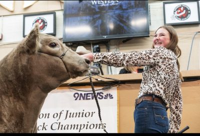 smiling teenager shows calf at stock show