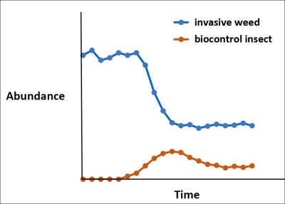 graph showing invasive weed amount decreasing and biocontrol insect amount increases
