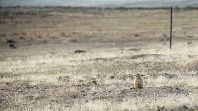 black-tailed prairie dog sits near burrow with fence in the background