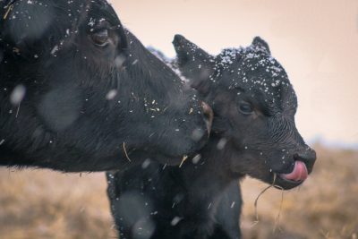 Black cow licking black calf while snow falls.