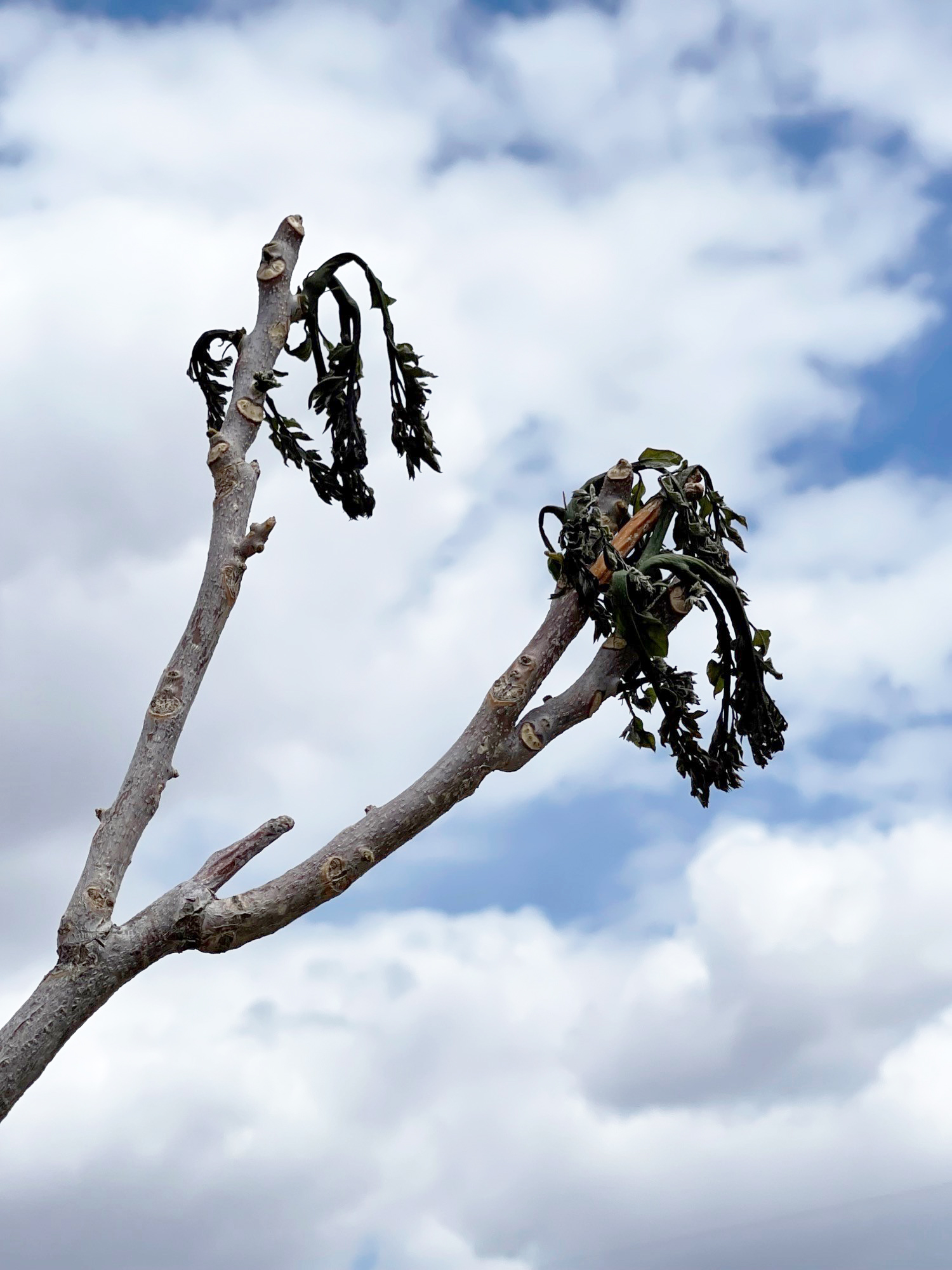 Understanding The Effects Of Untimely Severe Freezes On Trees AgNews Understanding The Effects Of Untimely Severe Freezes On Trees AgNews