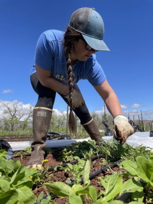 Woman with long braid and baseball cap wearing rubber boots and gardening gloves reaches down to pull weeds in a garden plot