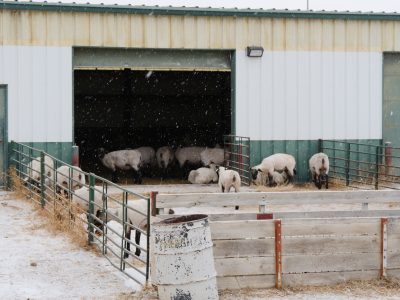 shorn sheep with black faces in the doorway of a white and green barn in winter. Snow is falling and some sheep are outside while others shelter in the barn.