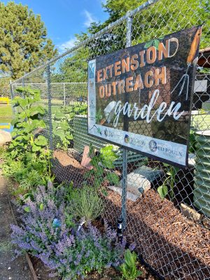 chainlink fence adorned with a sign labeled Extension Outreach Garden and bordered with green and flowering plants