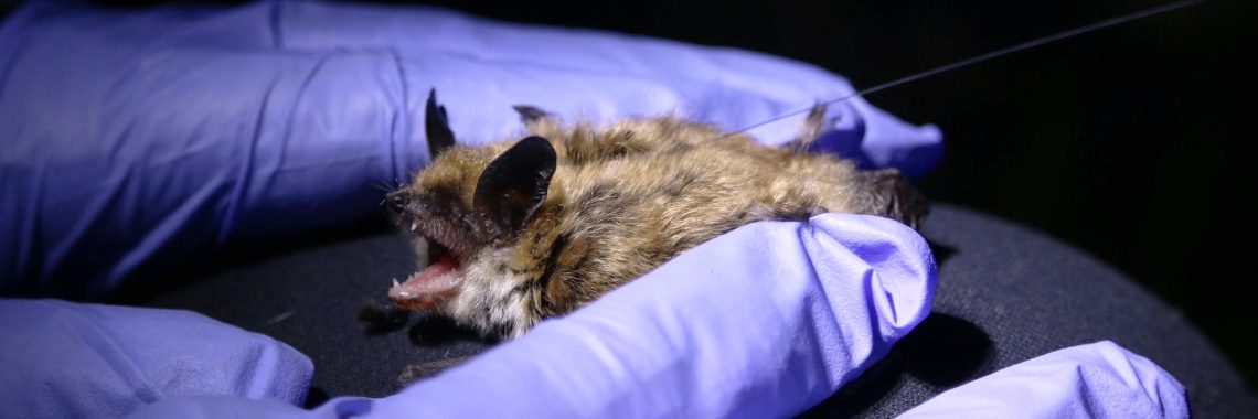 hands in purple rubber gloves hold a brown bat with black ears and open mouth