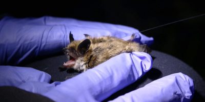 hands in purple rubber gloves hold a brown bat with black ears and open mouth