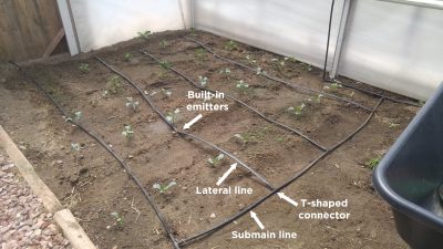black hoses in parallel lines on soil with baby plants on either side of each hose
