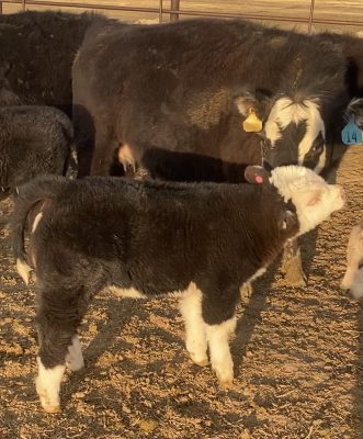 black cow with yellow and blue ear tags and partially white faces noses her calf, which is also black and white