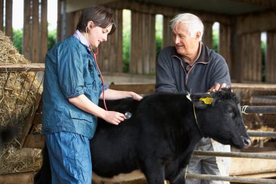 person with short brown hair wearing blue scrubs uses red stethoscope on a black cow with yellow ear tags. A man with white hair and quarter zip fleece holds the animal's head.