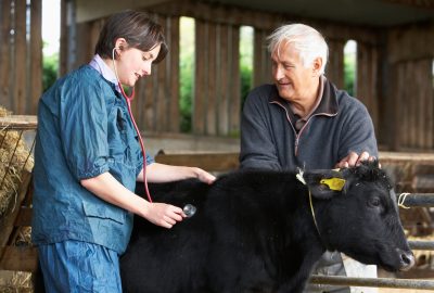 person with short brown hair wearing blue scrubs uses red stethoscope on a black cow with yellow ear tags. A man with white hair and quarter zip fleece holds the animal's head.